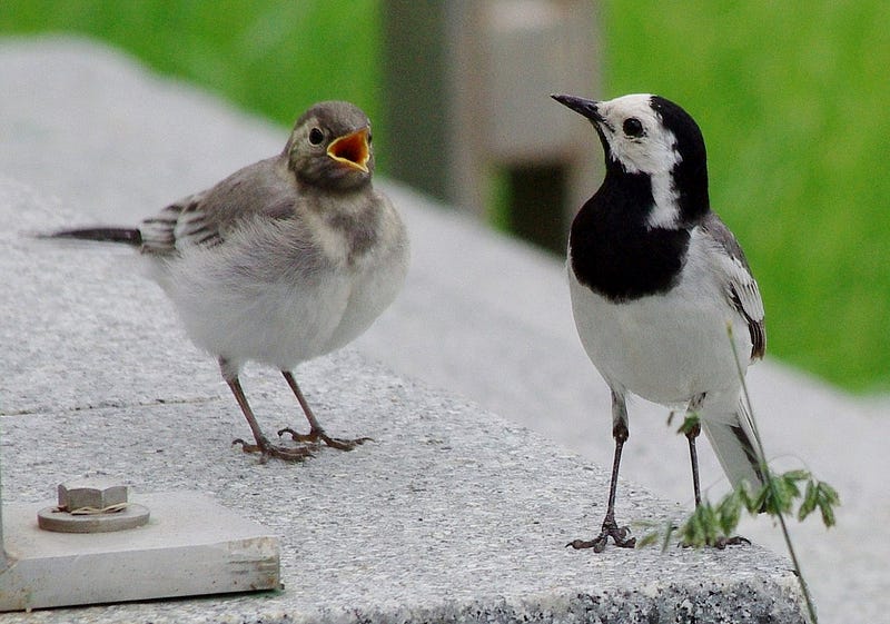 A juvenile and adult white wagtail in their natural habitat.