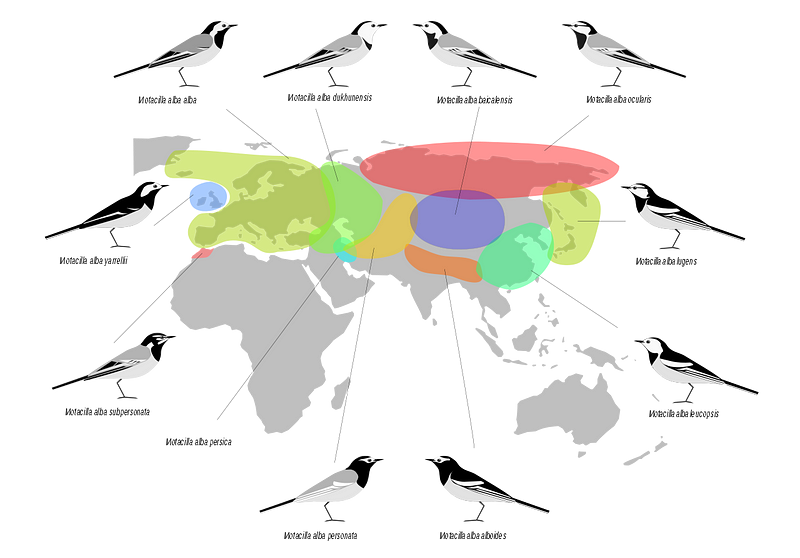 Breeding ranges of the major races of white wagtails.