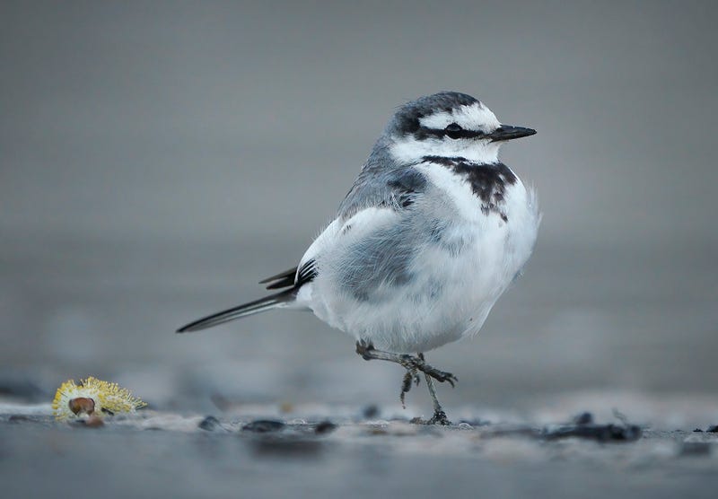 A black-backed white wagtail perched gracefully.