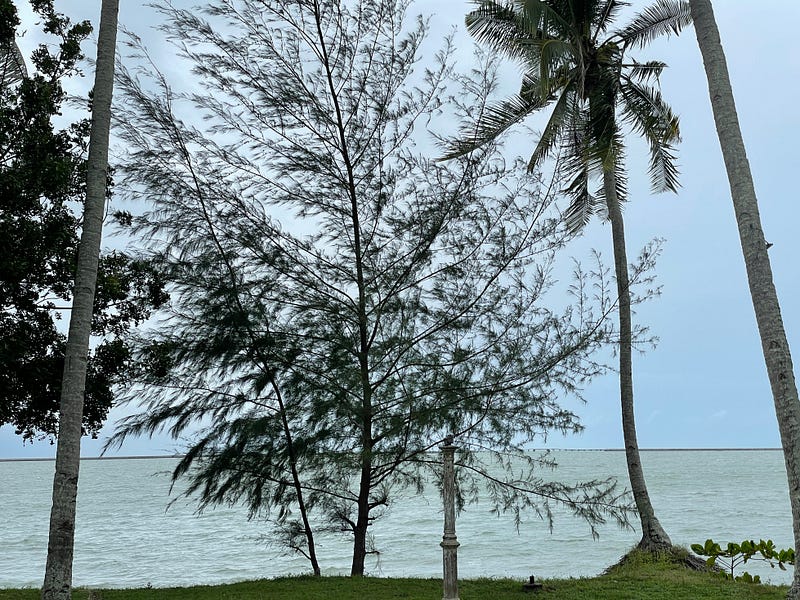 Young Casuarina Trees by the Beach