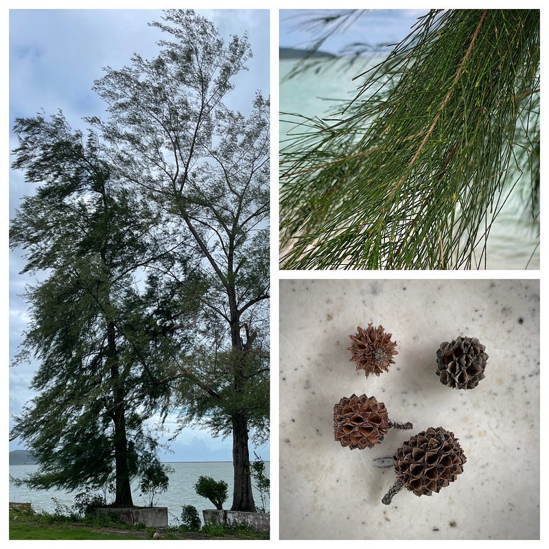 Casuarina Trees on the Beach