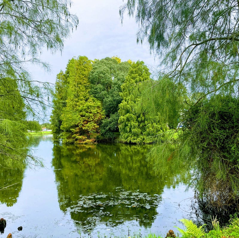 Casuarina Tree View at a Florida Pond