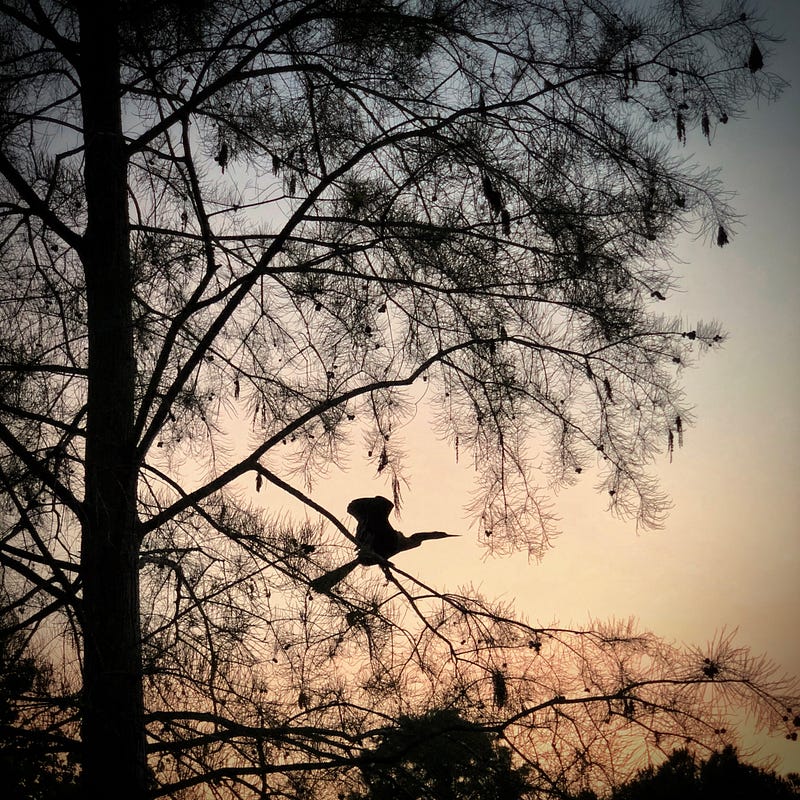 Anhinga Bird Resting in a Casuarina Tree