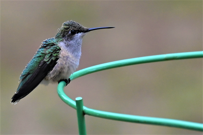 A mesmerizing hummingbird perched quietly