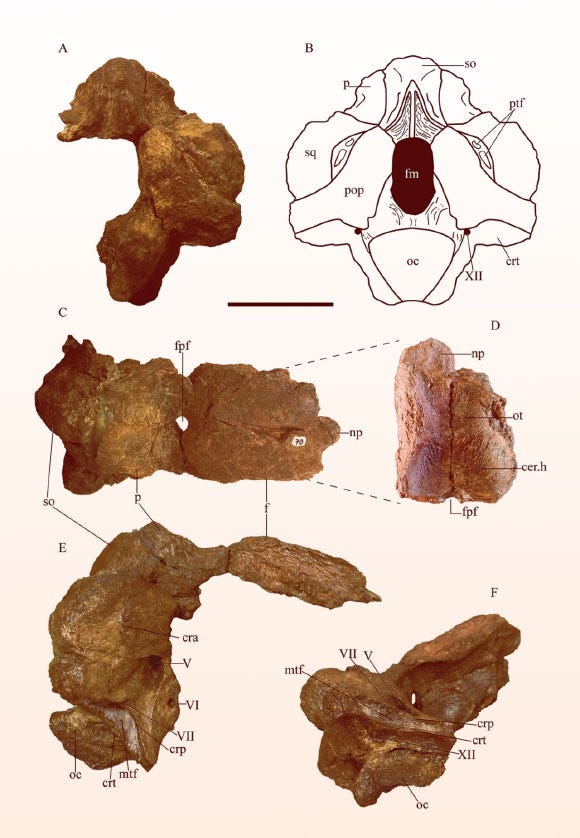 Sidersaura marae fossil close-up