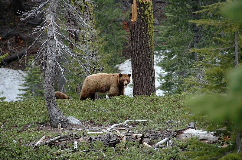 Black bear with cub in natural habitat