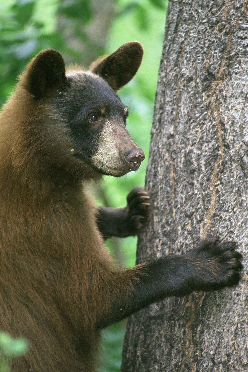 Close-up of a black bear in its environment