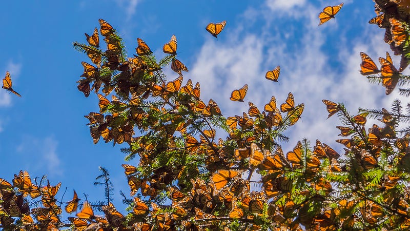 Monarch butterflies during migration