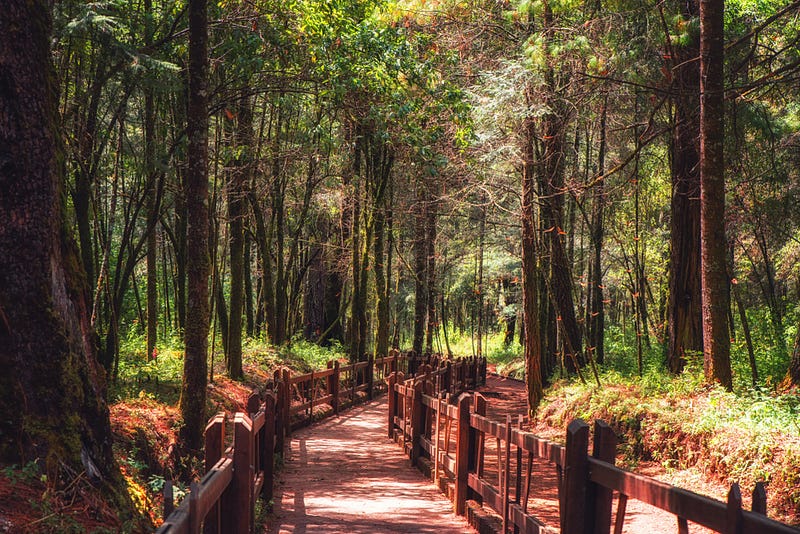 The Monarch Butterfly Biosphere Reserve