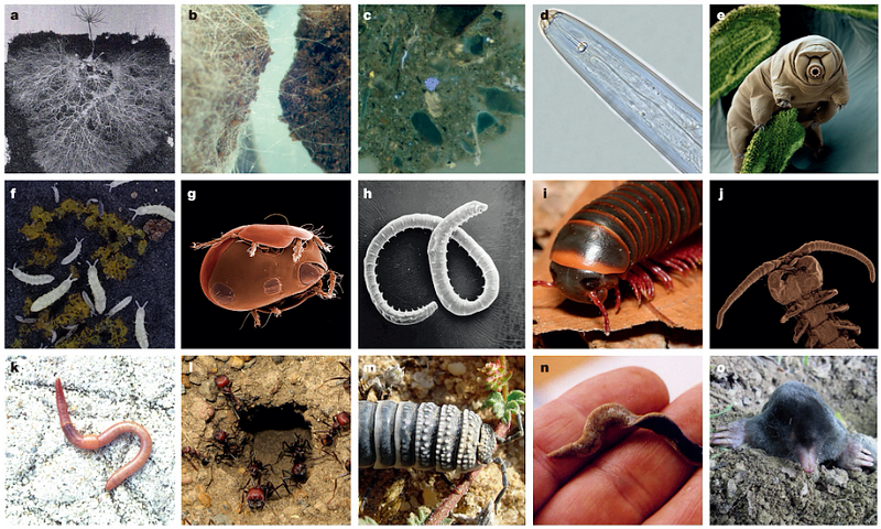 Diverse organisms in the soil food web