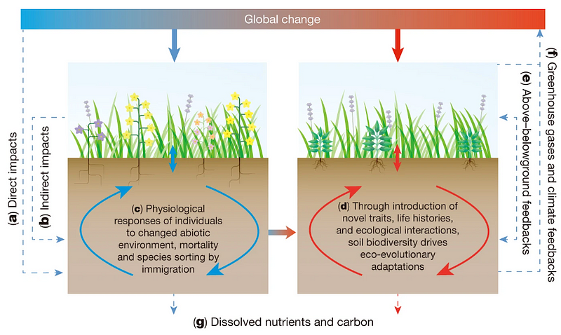 Climate change impacts on soil biodiversity