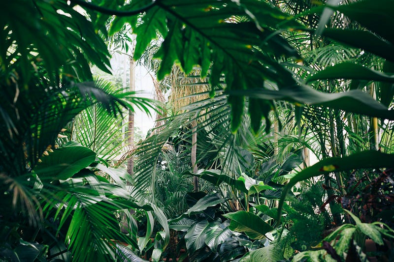 A lush green forest representing plant life.