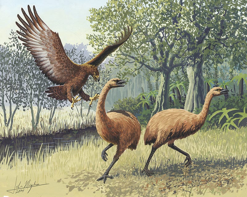 Artistic representation of Haast's eagle preying on a moa