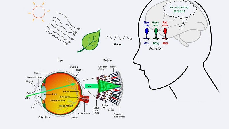 Diagram of light interaction with the eye