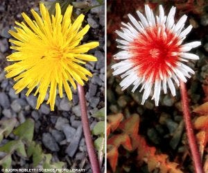 Image showcasing flower patterns visible to pollinators