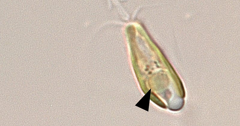 Enhanced Crop Production with Nitroplasts