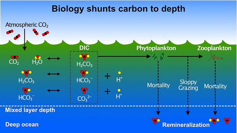 Diagram of atmospheric CO₂ dissolution and phytoplankton interaction