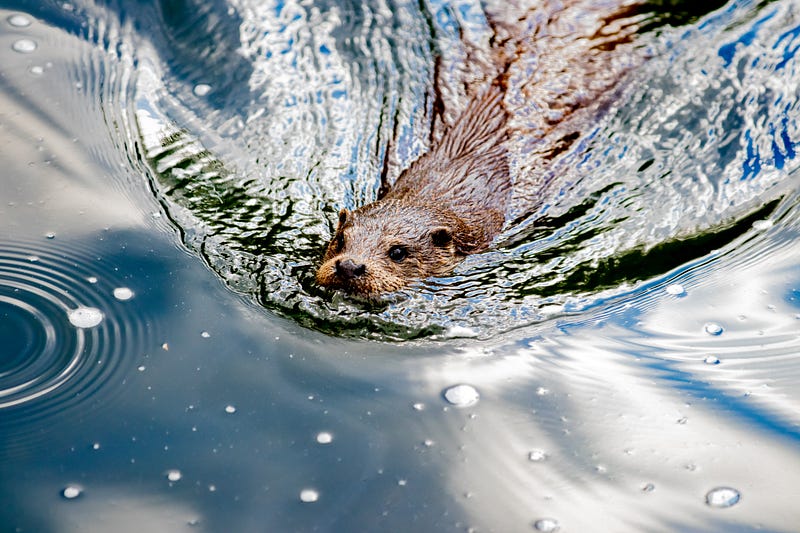 Beavers as ecological engineers in California's landscape.