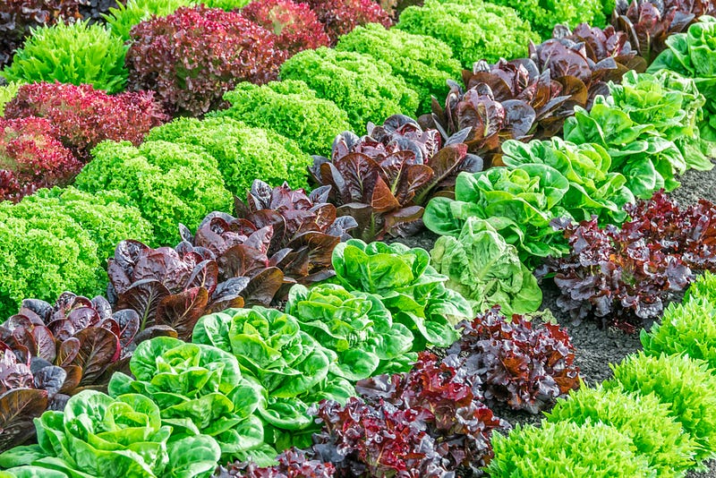 Diverse plant species in mixed crop fields