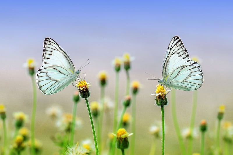 Wildflower patches enhancing biodiversity