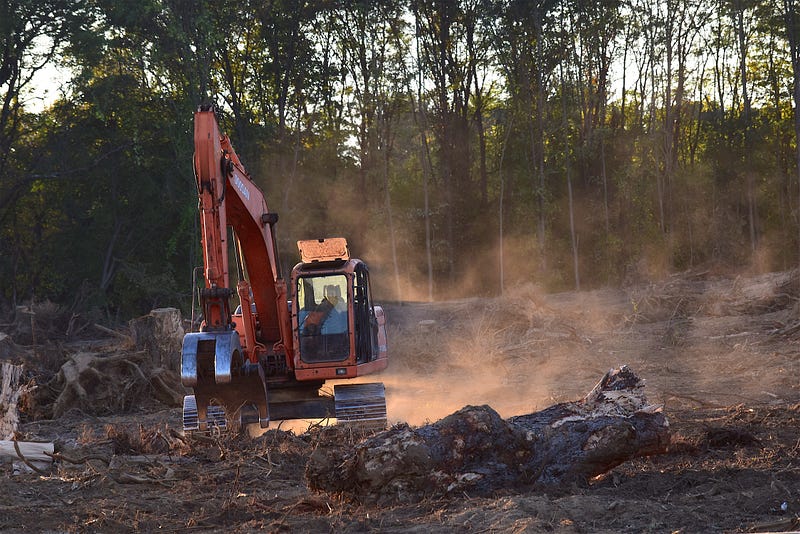 Trees as bioaccumulators of metals