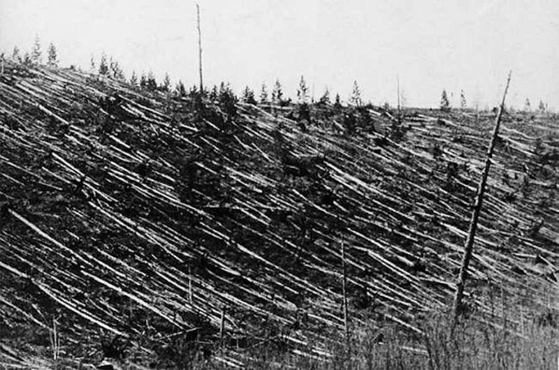 Fallen trees in the Tunguska event area