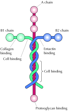 Schematic representation of a Laminin molecule