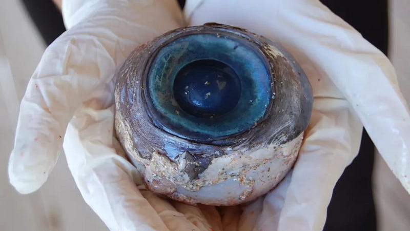 Swordfish blue eyeball