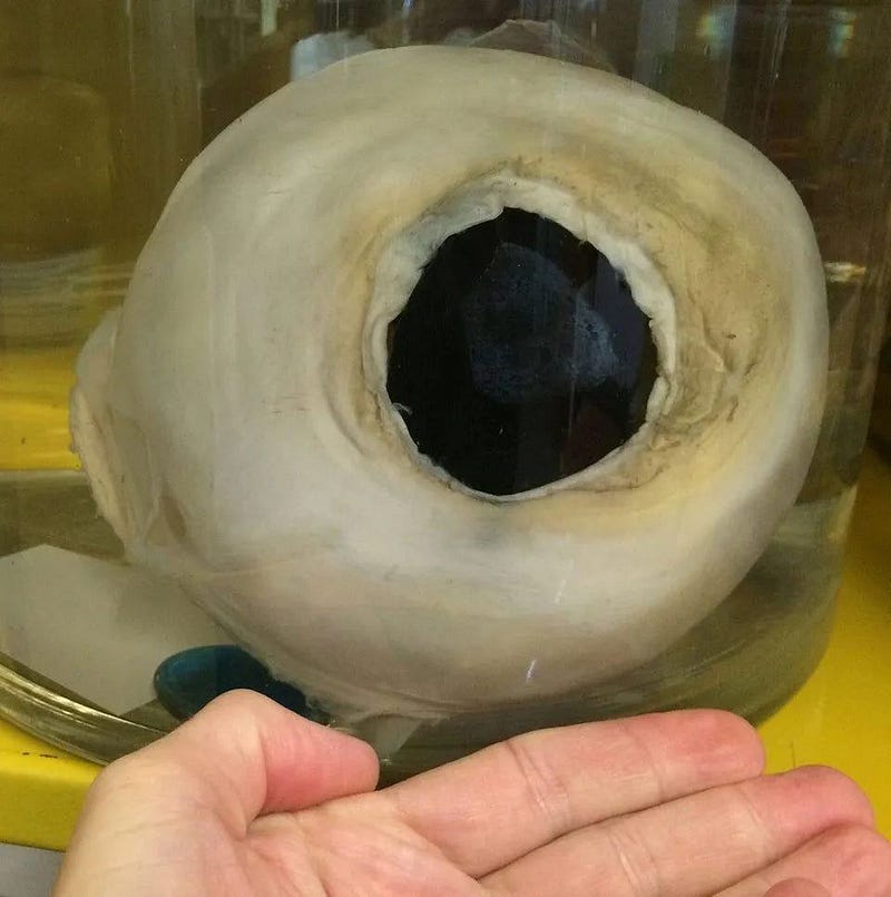 Giant squid's large eyes