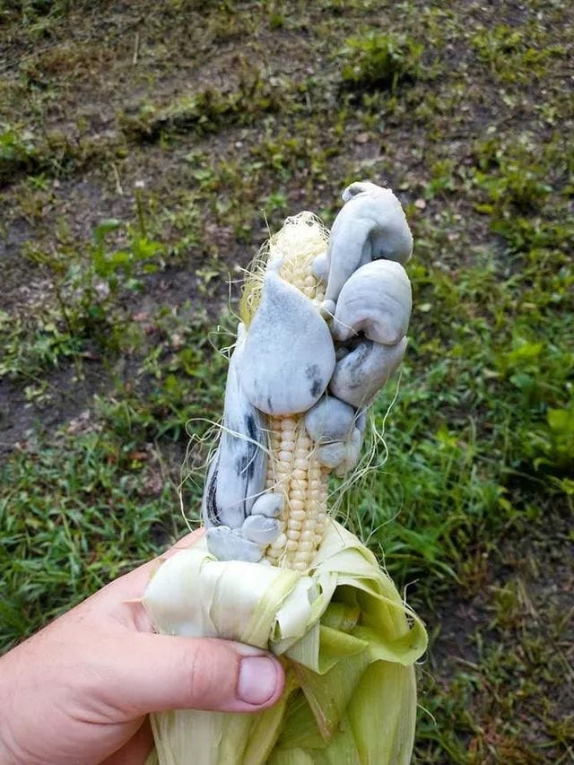 Corn smut delicacy