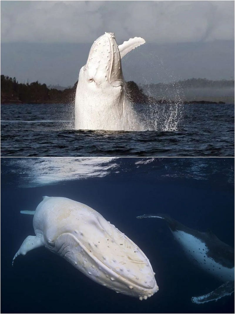 Unique white humpback whale