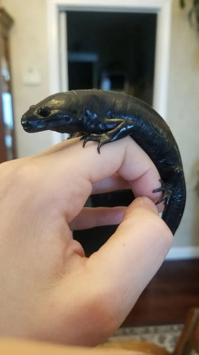 Salamander after metamorphosis