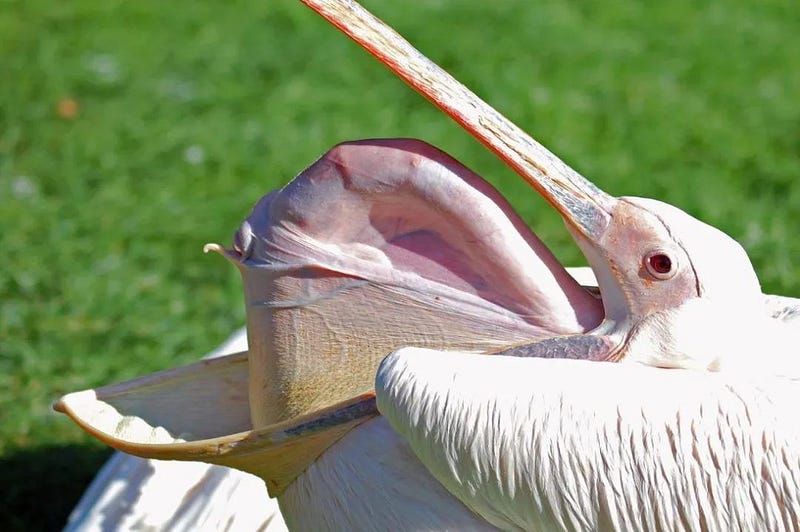 Pelican mouth structure