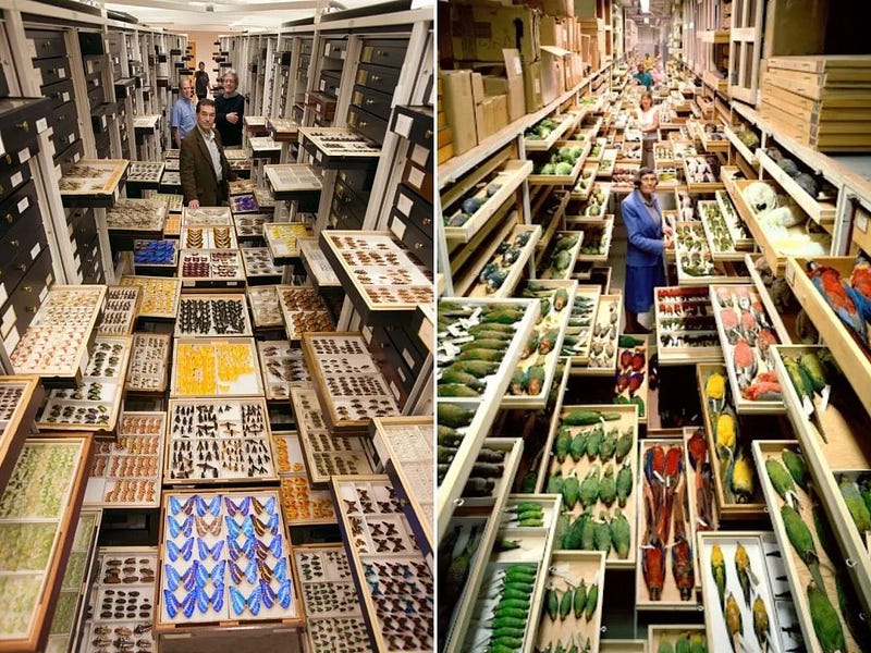 Natural history museum specimen storage