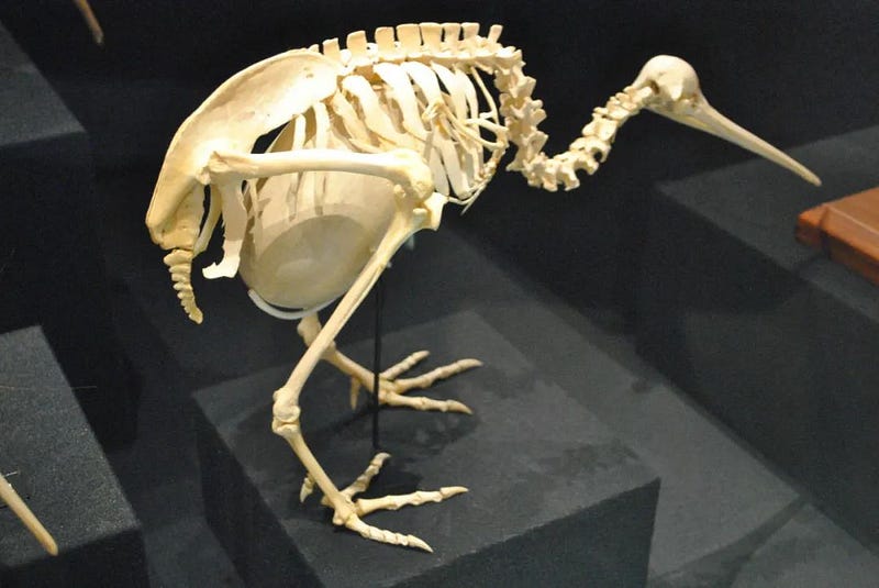 Giant bird ancestor of the kiwi