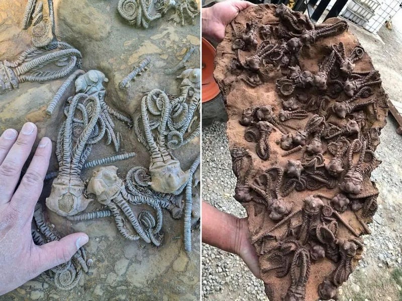 Fossil resembling alien creatures