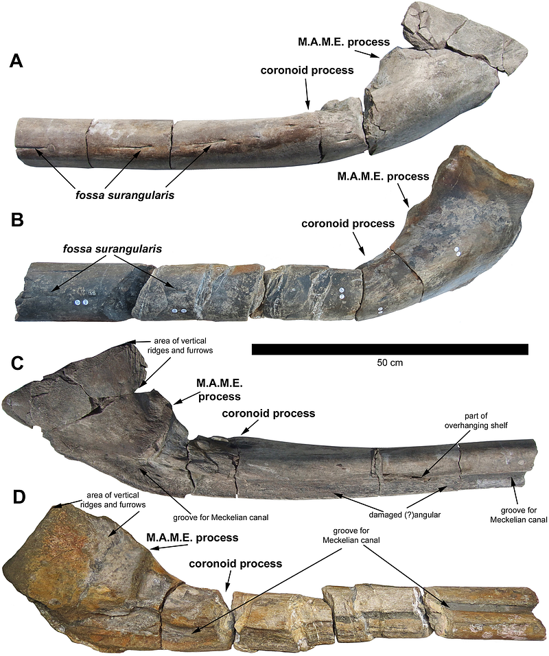 Fossilized Bones of Ichthyotitan severnensis