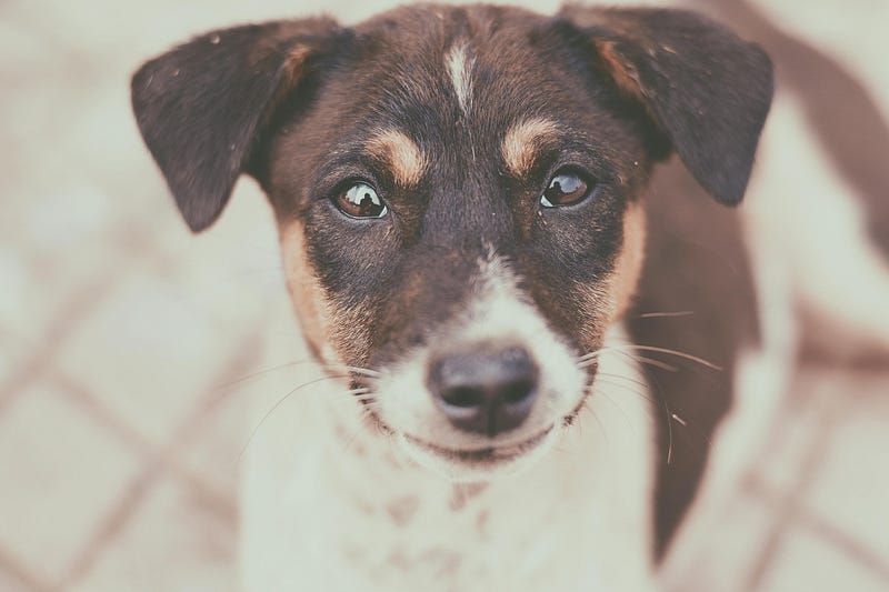 Close-up of a dog expressing affection