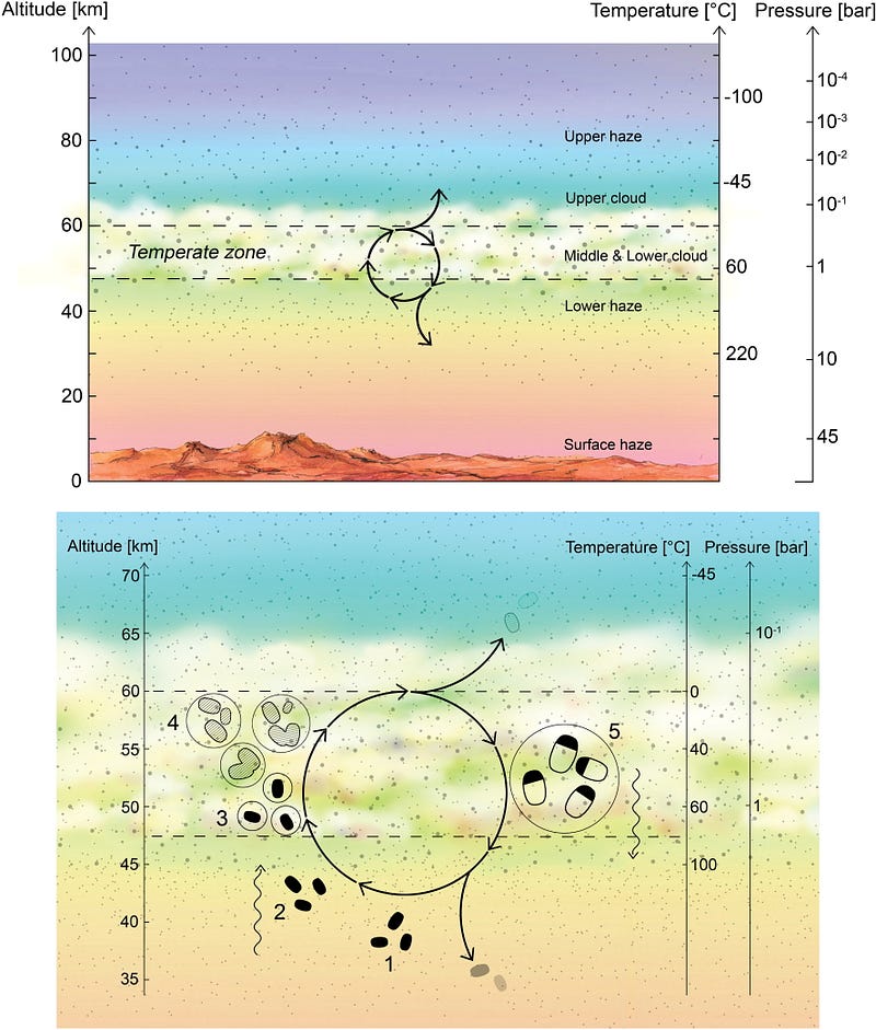 Diagram illustrating the proposed life cycle of Venusian microorganisms