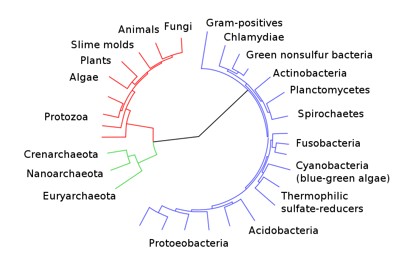 The great chain of being concept in historical context