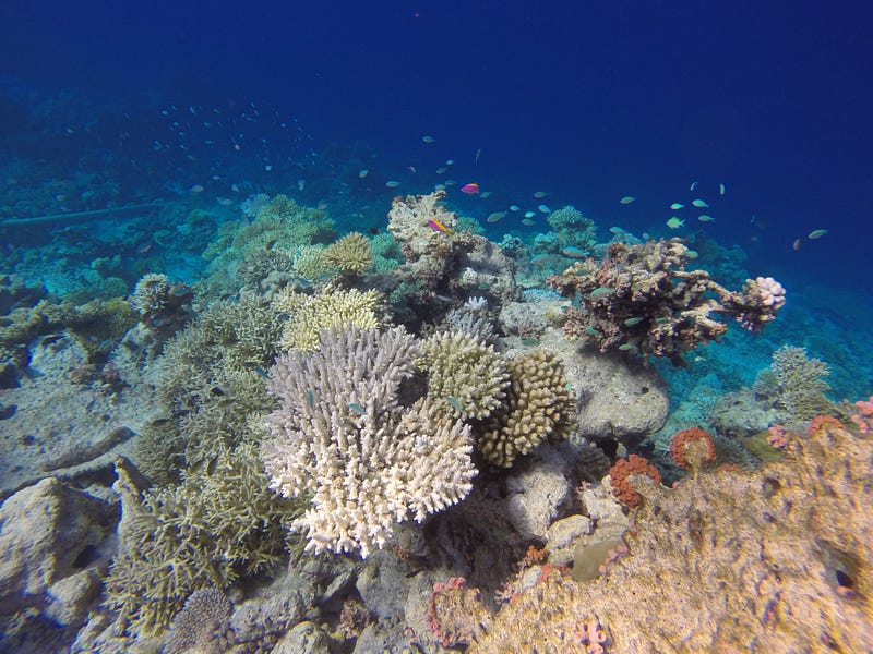 Damage caused by deep-sea mining