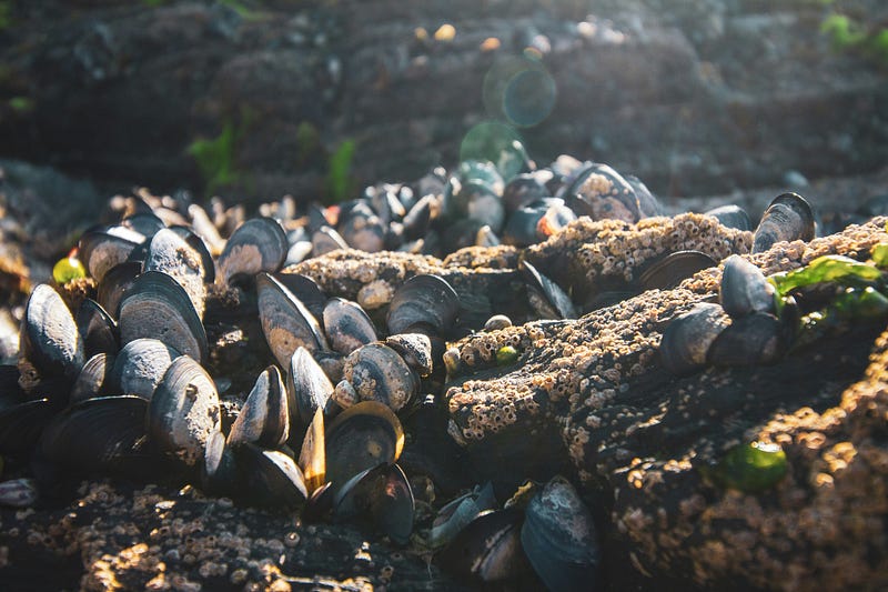 Mussels using natural glue to stay anchored in water