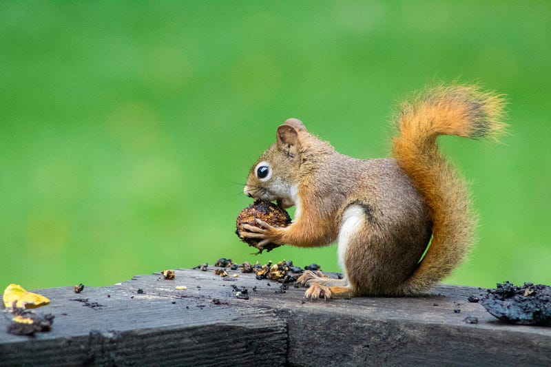 Steve the Squirrel in a whimsical pose